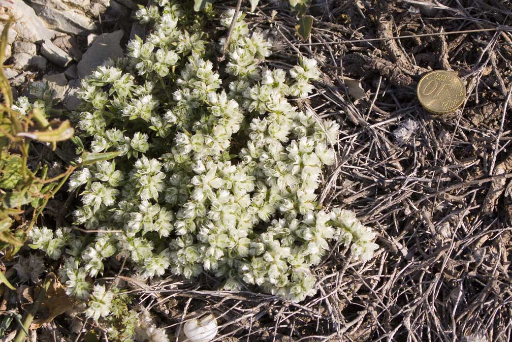 Paronychia argentea